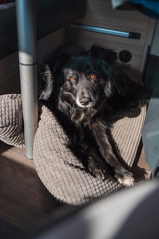 Fazer-koira matkustaa retkeilyautossa pöydän alla turvavöissä.
